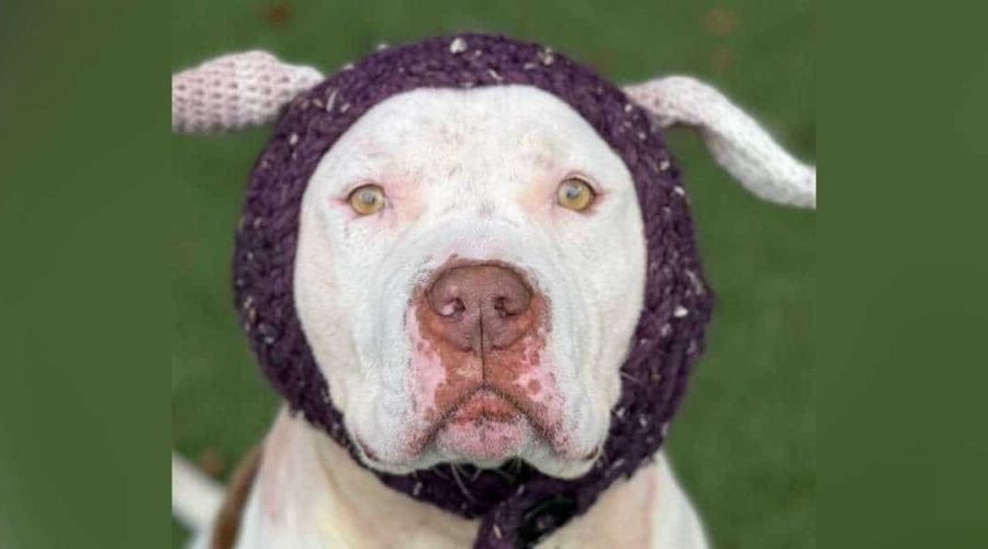 Pitbull verliert beide Ohren bei einem Unfall – Was dieses Tierheim dann tut, ist herzergreifend
