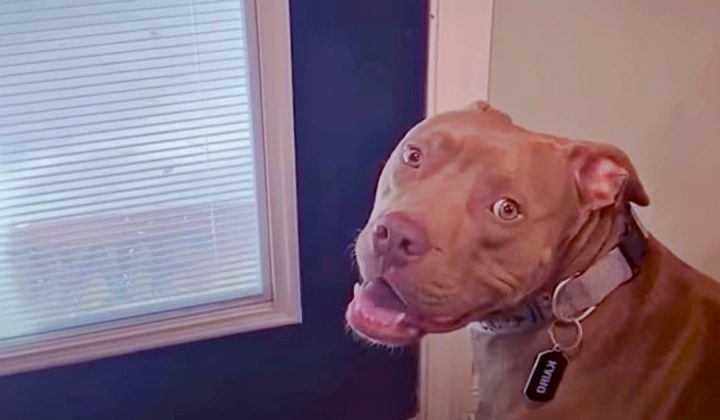Pitbull wartet ungeduldig vor der Tür - Seine Reaktion, als sie sich öffnet, lässt Herzen schmelzen
