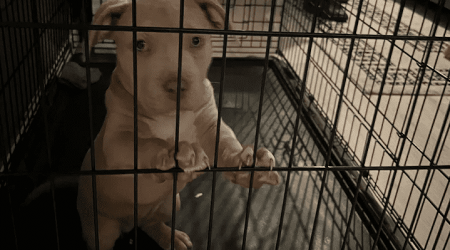 Polizei illegales Zucht-Netzwerk zerschlagen American Bulldogs wurden in engen Käfigen gehalten