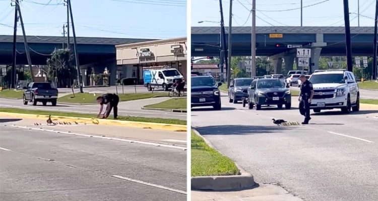 Polizist sieht, wie Entenfamilie die Straße überqueren will - Seine Reaktion lässt Herzen schmelzen