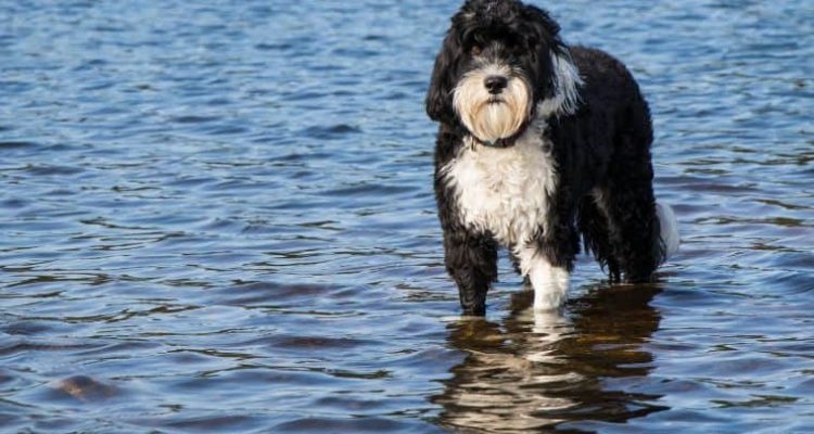 Portugiesischer Wasserhund-Cão de Água im Porträt