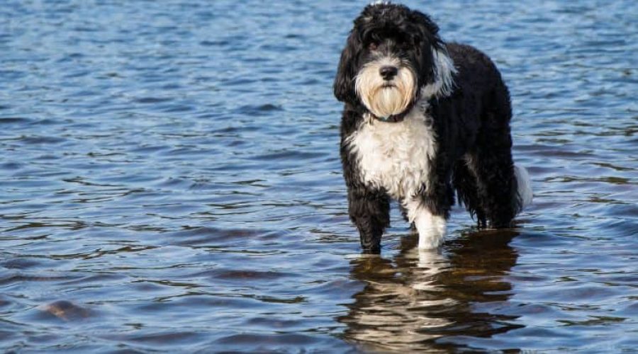 Portugiesischer Wasserhund-Cão de Água im Porträt