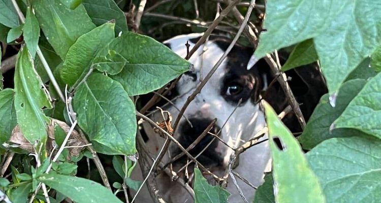 Aufmerksamer Spaziergänger entdeckt einen jungen Hund, versteckt im Unterholz und rettet sein Leben durch den Anruf bei der Tierrettung