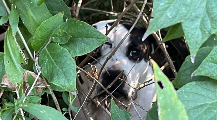Aufmerksamer Spaziergänger entdeckt einen jungen Hund, versteckt im Unterholz und rettet sein Leben durch den Anruf bei der Tierrettung
