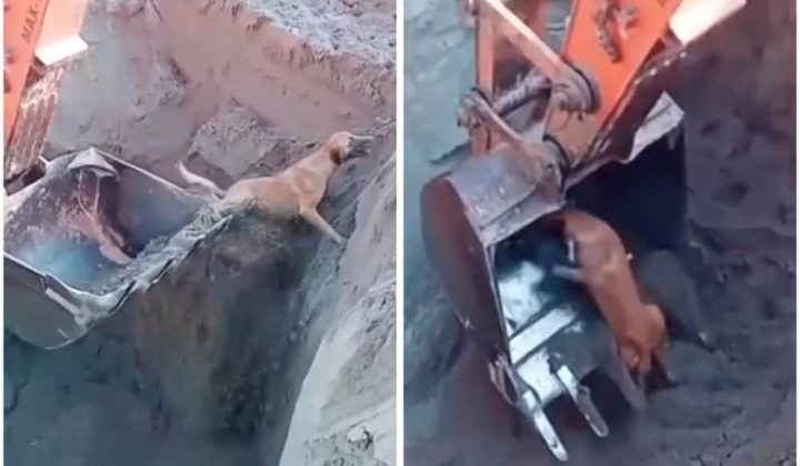 Bagger rettet Hund aus Baugrube - Die riskante Aktion spaltet die Meinungen im Internet