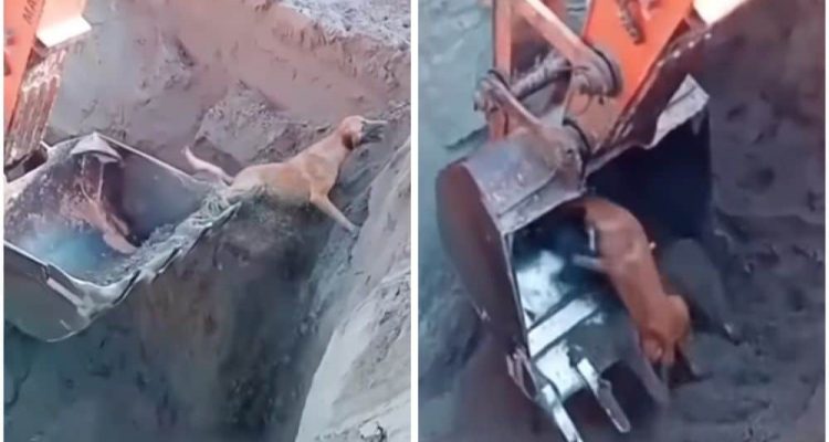 Bagger rettet Hund aus Baugrube - Die riskante Aktion spaltet die Meinungen im Internet