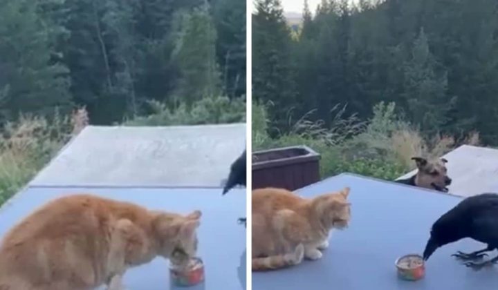 Rabe klaut Katze das Futter - Doch was er wirklich vorhat, verzaubert das ganze Internet