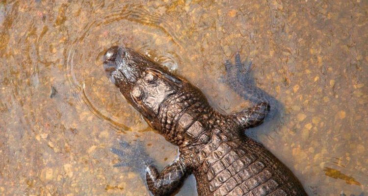 Rätselhafte Entdeckung- Krokodilweibchen legt befruchtete Eier, obwohl es keinen Partner hat