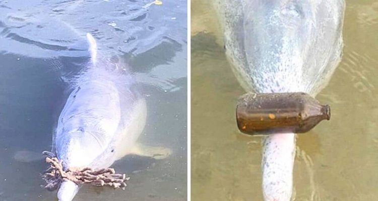 Rätselhaftes Geschehen am Strand von Australien- Warum bringt dieser Delfin jeden Tag Müll ans Ufer