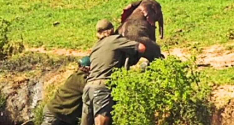 Ranger retten Elefantenkind aus schlammigem Wasserloch