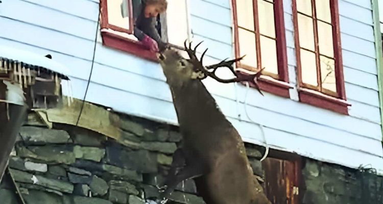 Rentnerin rettet angeschossenen Hirsch