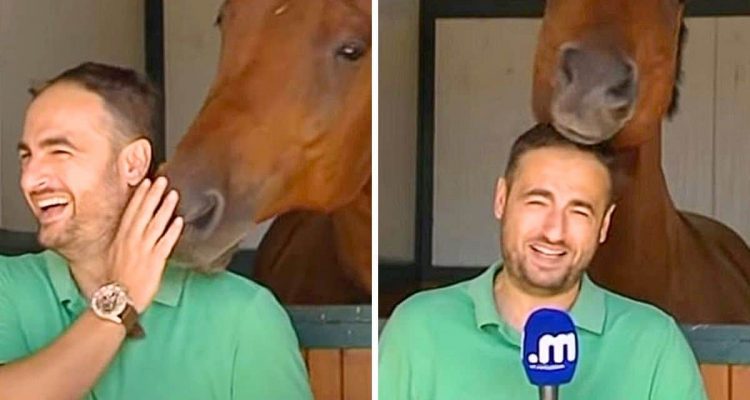 Reporter berichtet über ein Pferderennen - wie ein Pferd sich einmischt, lässt ihn lauthals lachen