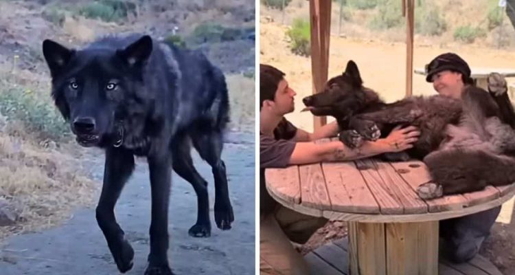 Rettung für einen Wolfshund - dass dieser Vierbeiner endlich glücklich leben kann, ist herzberührend
