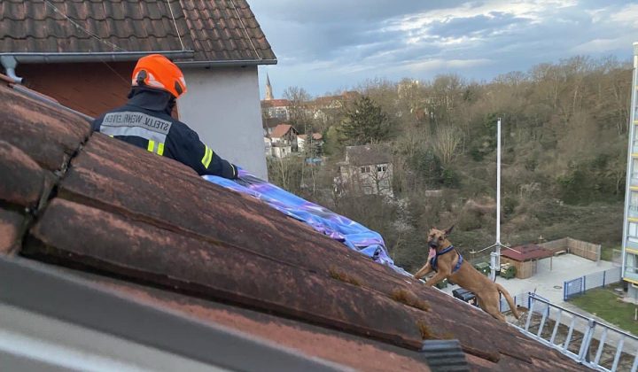 Rheinland-Pfalz Feuerwehr rettet Hund in letzter Sekunde vom Dach