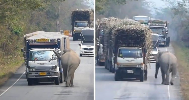 Riesen Elefant hält LKWs auf der Straße an - Der Grund dafür, ist einfach herzerwärmend