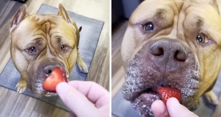 Riesen-Pitbull probiert zum 1. Mal Erdbeeren