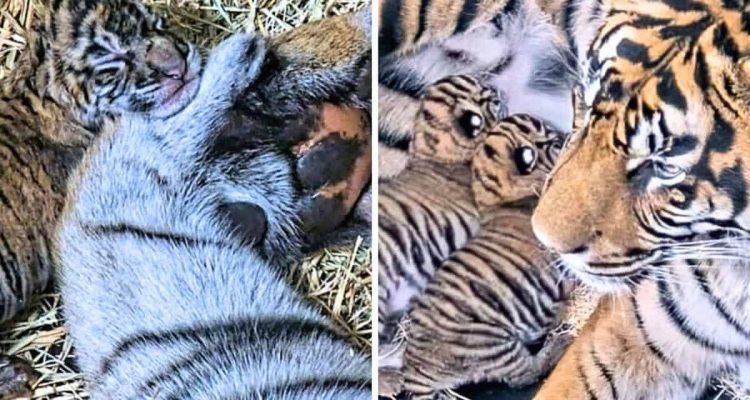 Riesige Freude im Zoo von San Diego- Diese 2 süßen Tiger-Babys bringen Hoffnung für ihre ganze Art
