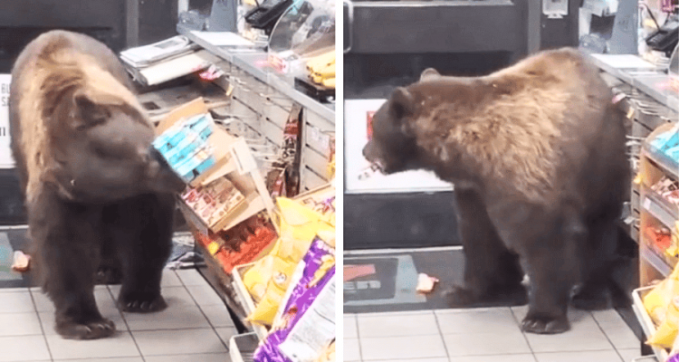 Riesiger Braunbär spaziert nachts in Supermarkt - was er dann macht, ist kaum zu glauben