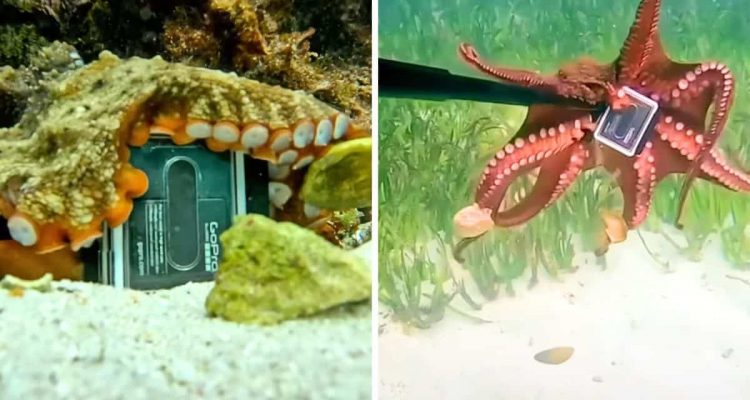 Riesiger Oktopus stiehlt Kamera von Taucher – was er damit vorhat, ist allen ein Rätsel