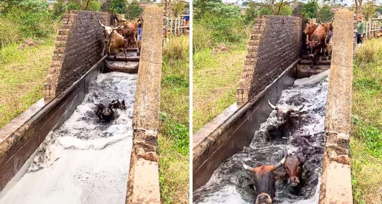 Rinder springen hintereinander in schmutzig aussehendes Wasser - der Grund dafür ist faszinierend