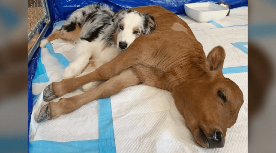 Rührende Geschichte Wie eine todkranke Baby-Kuh durch die Liebe eines Therapiehundes gerettet wird