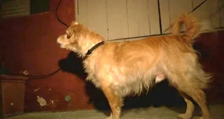 Ruhiger Hund bellt plötzlich wie wild die Wand an – und bewahrt Besitzer damit vor einer Tragödie