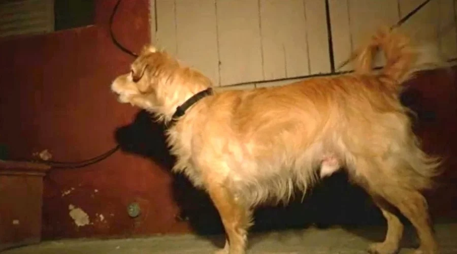Ruhiger Hund bellt plötzlich wie wild die Wand an – und bewahrt Besitzer damit vor einer Tragödie