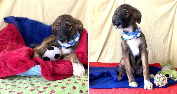 “Rundum freundlicher Hundejunge” - zuckersüßer Welpe Effendi träumt von einer Familie, die ihn liebt