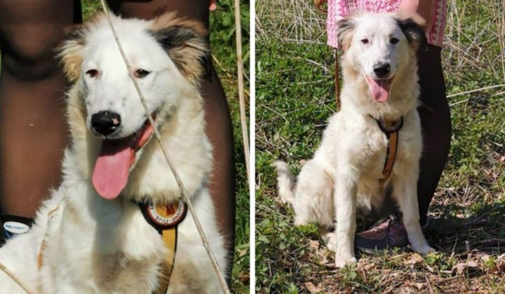 Sanftes, menschenbezogenes Hundemädchen sucht liebevolle Familie - Wer nimmt Fiona bei sich auf
