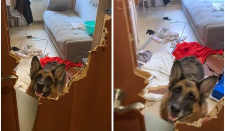 Schäferhund allein zu Haus – Was er dort anrichtet, schockiert das ganze Internet