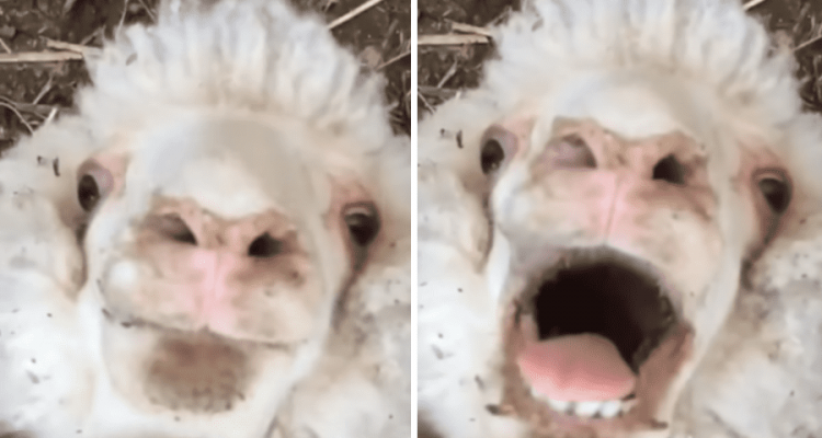 Schaf liegt relaxt auf dem Rücken – Plötzlich jagt es dir einen höllischen Schreck ein