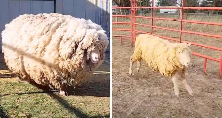 Schaf muss 20 Kilogramm Wolle am Körper herumschleppen - seine Verwandlung berührt alle Herzen