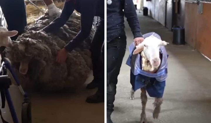 Schaf wird von 35 kg eigener Wolle fast erdrückt - Dann folgt eine wunderbare Verwandlung