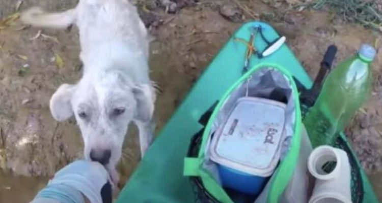 Schicksalhafte Begegnung Wie ein Kajakfahrer einen ausgesetzten Hund rettet, trifft mitten ins Herz