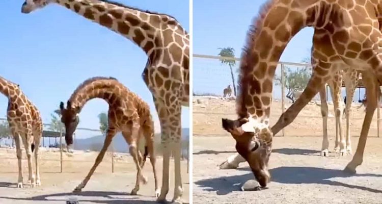 Schildkröte läuft zwischen Giraffen in einem Gehege herum - was dann passiert, verblüfft alle