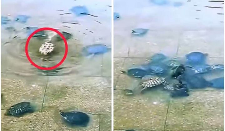 Schildkröte treibt hilflos auf Rücken Sie scheint verloren, doch dann passiert das Unfassbare