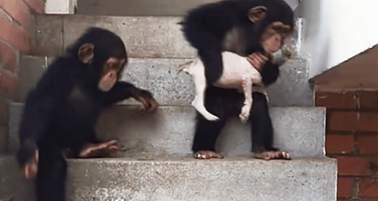Schimpansen ziehen halbtoten Welpen groß