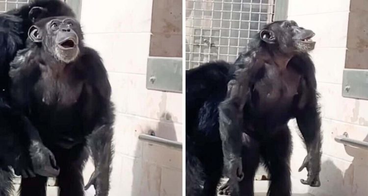 Schimpansenmädchen sieht zum ersten Mal den Himmel - ihre Reaktion berührt die Herzen von Millionen