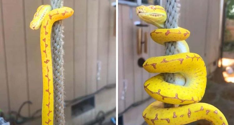 Genialer Trick: Wie diese Schlange an einem Seil hochklettert, bringt die ganze Welt zum Staunen