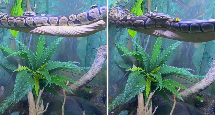 Schlange im Zoo will buntes Insekt fressen – was dann passiert, ist sehr ungewöhnlich