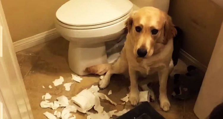 Schock Frau öffnet Haustür - Was ihr Hund angestellt hat, ist einfach unglaublich