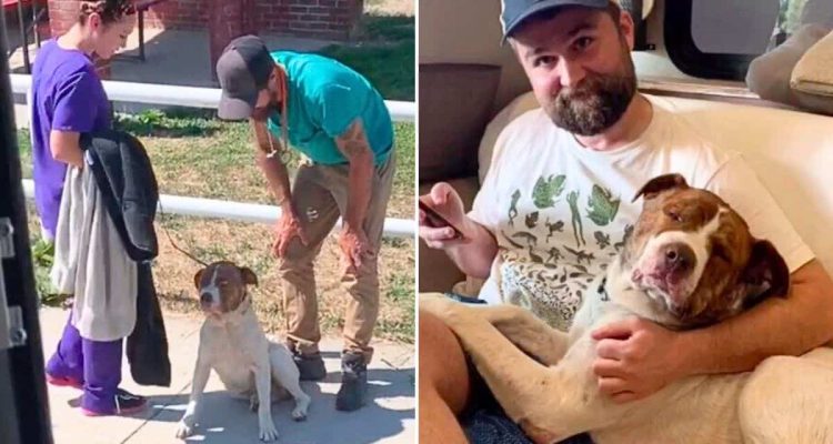 Schock-Fund auf verlassener Straße: Verletzter Hund dem Tode nah - Seine Verwandlung ist unglaublich