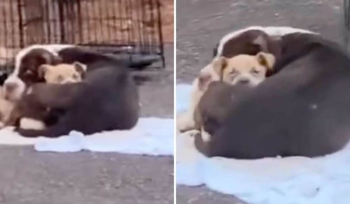 Schockierend: Hunde-Mama mit 2 Welpen wird ausgesetzt und in einem Käfig dem Tod überlassen