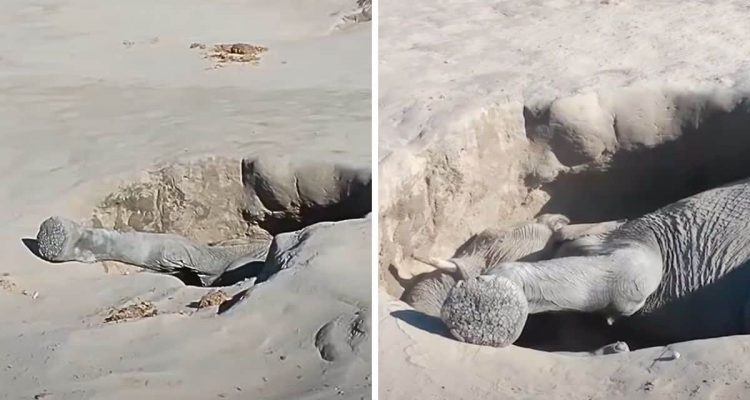 Schreckliche Entdeckung: Mann bemerkt Loch im Boden - aus dem Loch ragt ein Tierfuß heraus