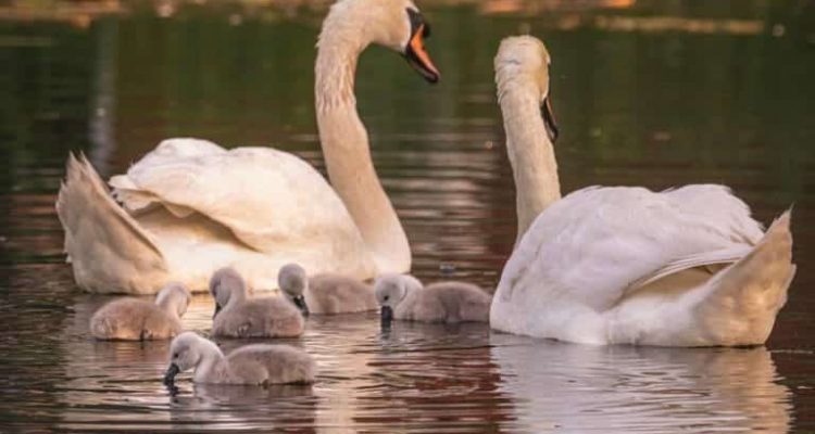 Schwanenmutter mit 9 Babys stirbt plötzlich - die Reaktion des Vaters sorgt für Tränen der Rührung