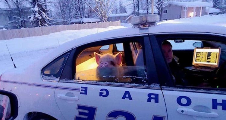 Schwein wird von Polizei “verhaftet” - die lustigen Bilder seiner Reaktion gehen viral