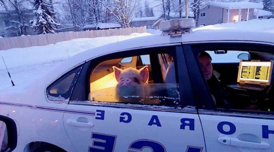 Schwein wird von Polizei “verhaftet” - die lustigen Bilder seiner Reaktion gehen viral