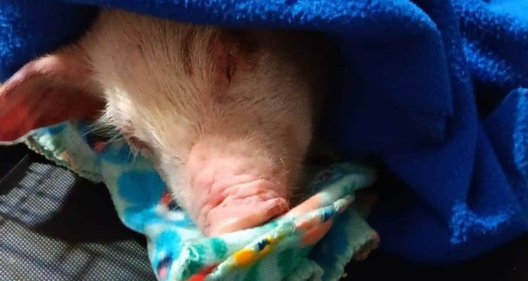 Sprung in die Freiheit – so mutig entgeht ein Schweinchen dem sicheren Tod