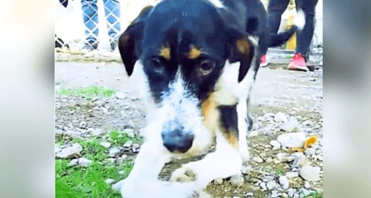 Schwerbehinderter Tierheim-Hund hat keine Hoffnung mehr - doch dann ändert sich sein ganzes Leben