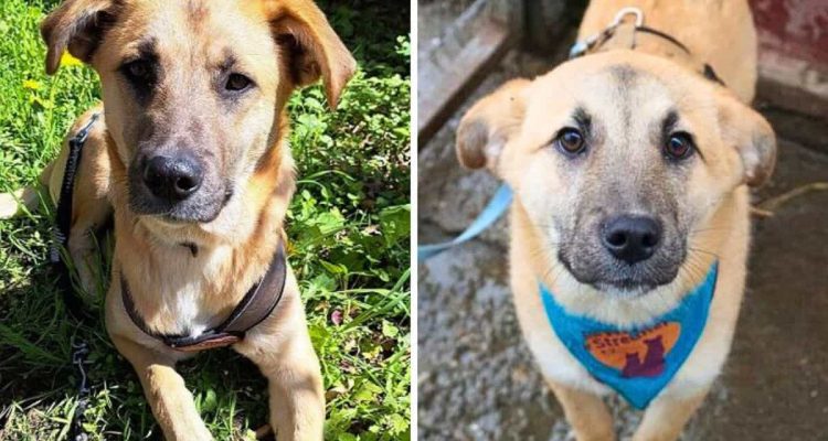 Schweren Herzens muss sich seine Familie von ihm trennen: Traumhund Turnip braucht ein neues Zuhause